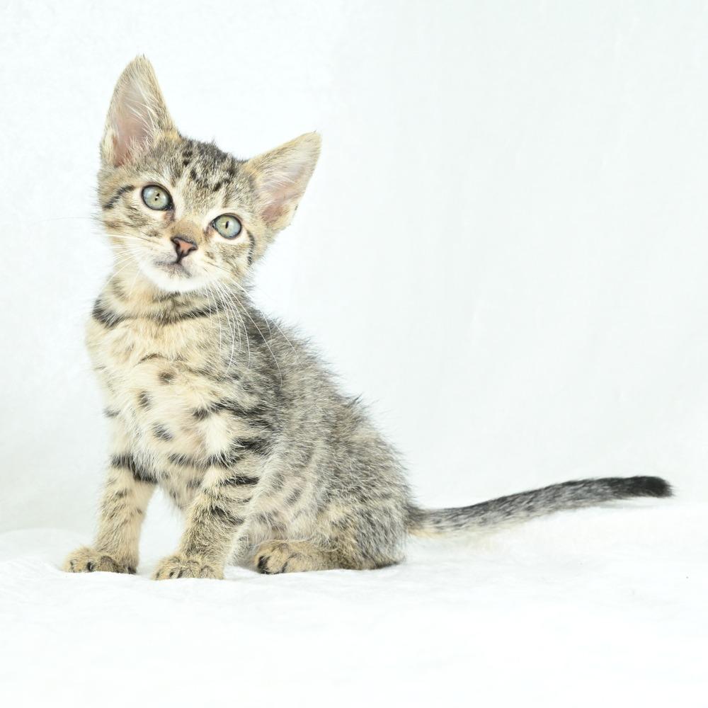 Mardy, a Adoptable Domestic Medium Hair in Mobile, AL image 5/6