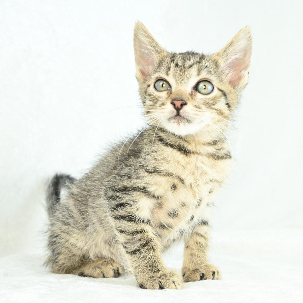 Mardy, a Adoptable Domestic Medium Hair in Mobile, AL image 6/6