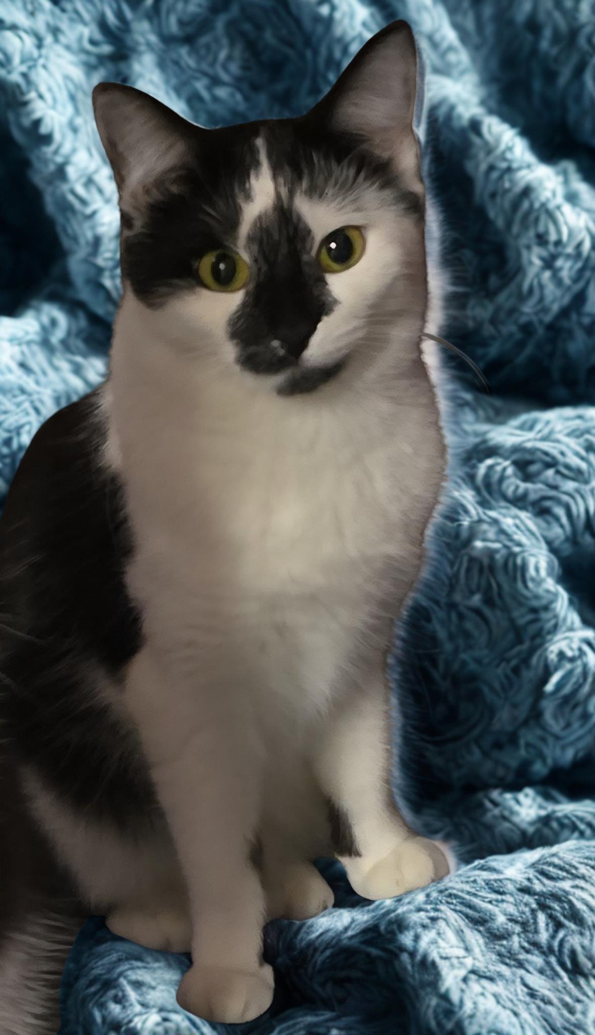 Domino, ADOPTABLE, Young Female Domestic Short Hair.