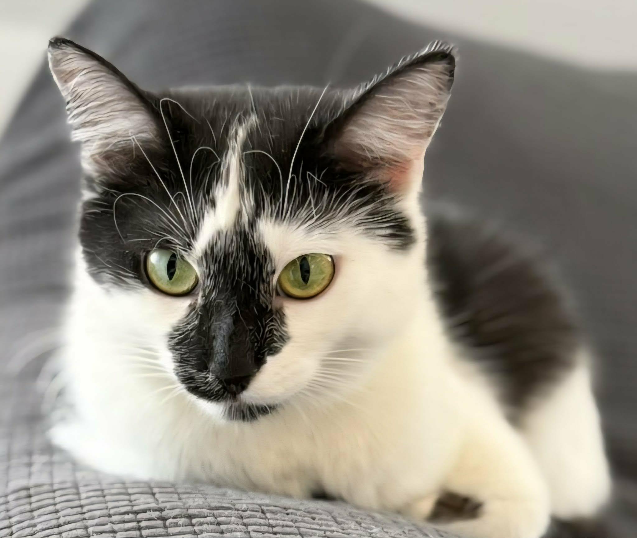 Domino, a ADOPTABLE Domestic Short Hair in Stevensville, ON image 2/2