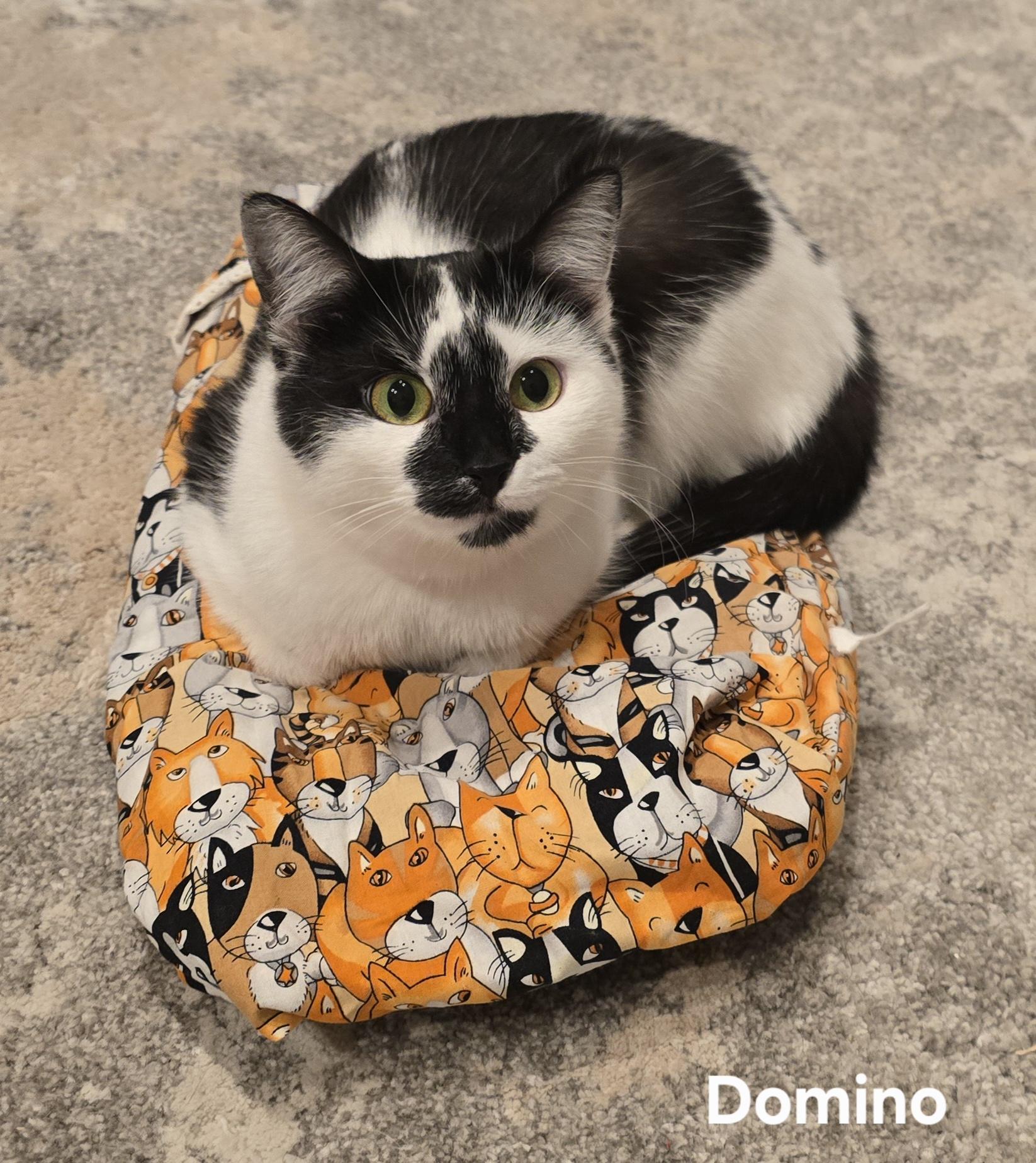 Domino, ADOPTABLE, Young Female Domestic Short Hair.