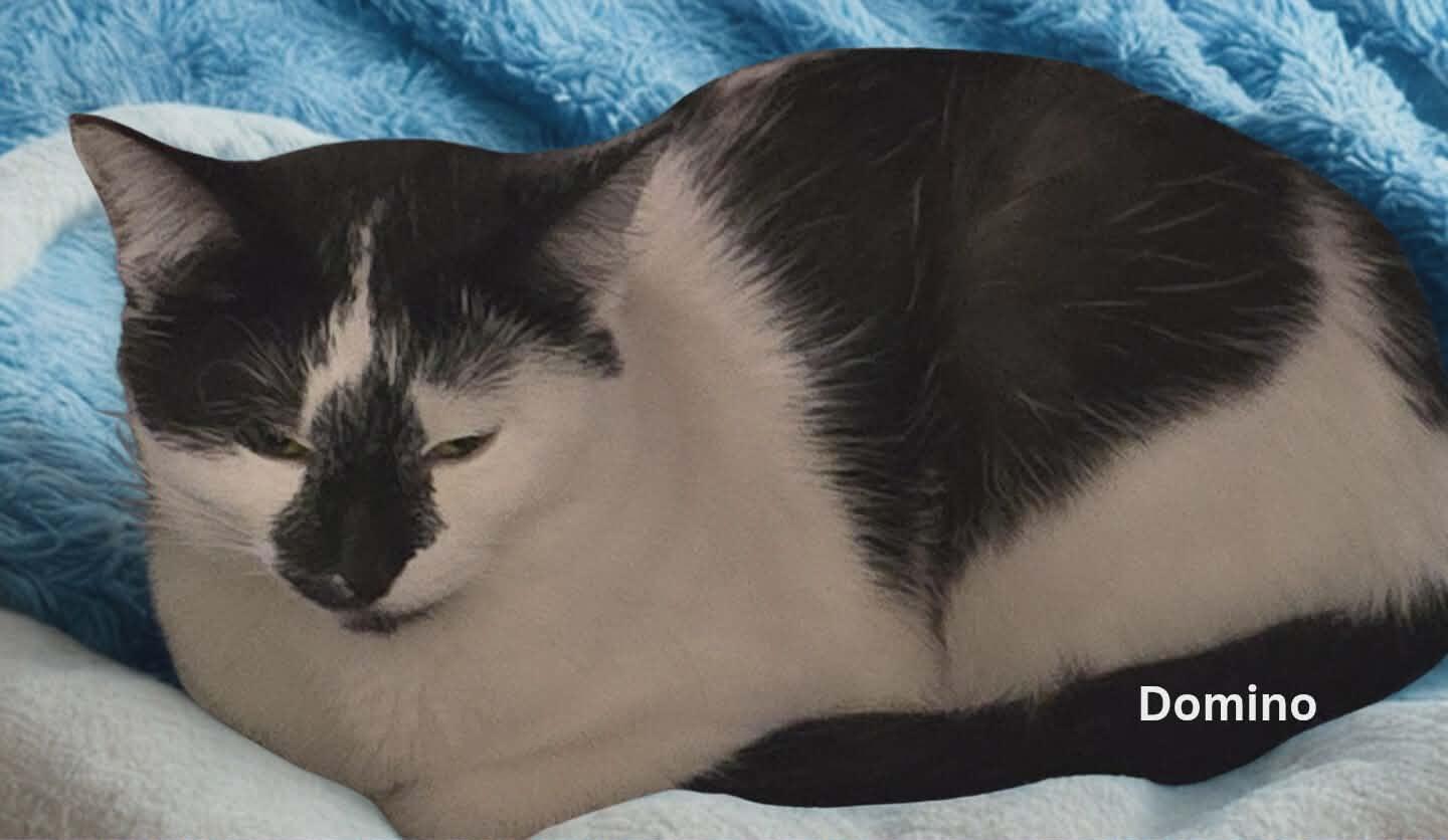 Enlarge Domino, a ADOPTABLE Domestic Short Hair in Stevensville, ON image 2/3