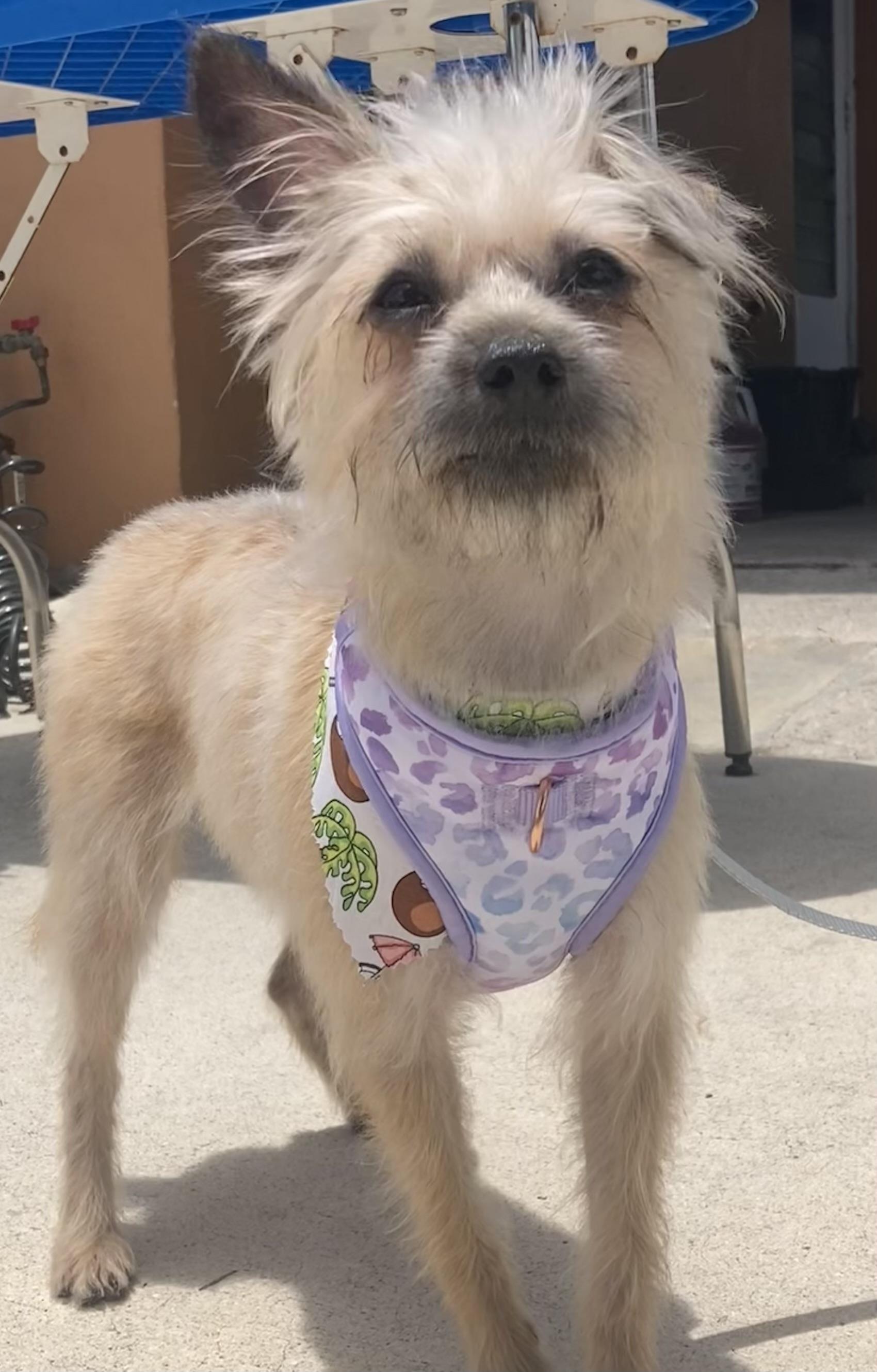 FERN, Adult Female Maltese