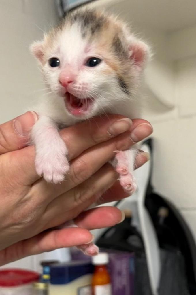 Enlarge Pepper, a Adoptable mixed breed in Ada, OK image 1/2