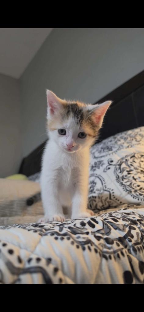 Enlarge Pepper, a Adoptable mixed breed in Ada, OK image 2/2