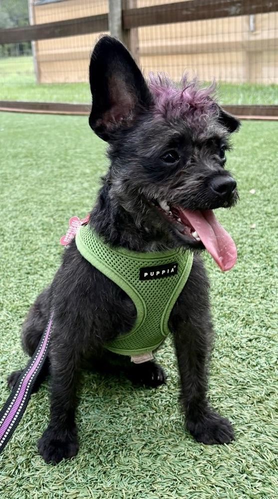 Enlarge Vashti, a Adoptable mixed breed in Winter Garden, FL image 2/6