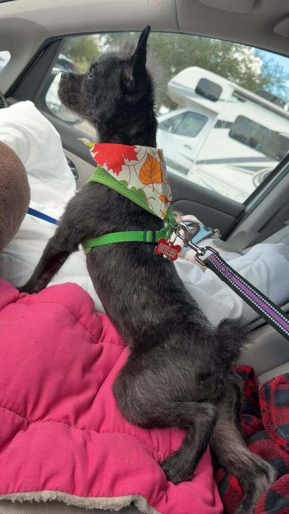 Enlarge Vashti, a Adoptable mixed breed in Winter Garden, FL image 6/6