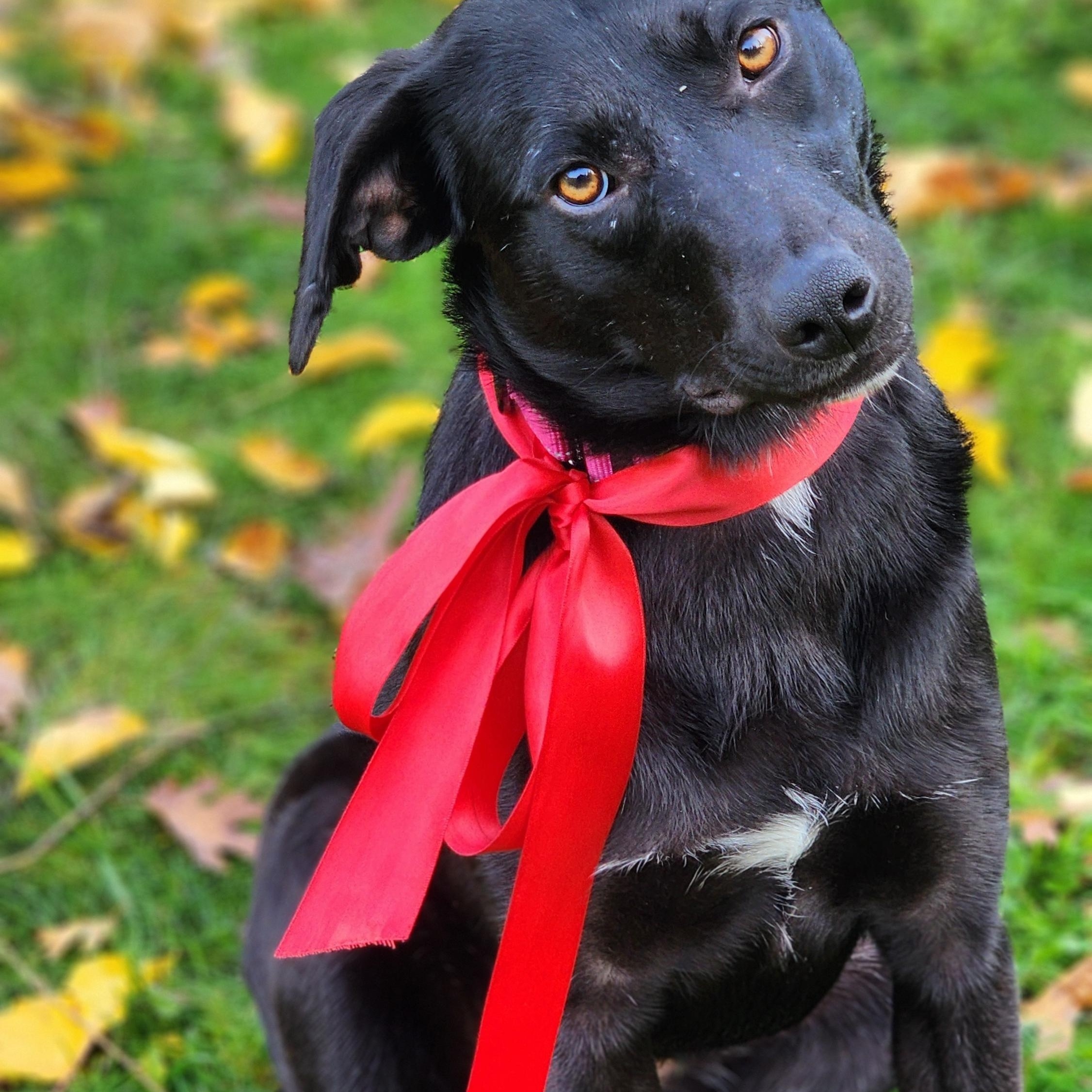 Rosebud, a Adoptable mixed breed in Jacksonville, OR image 2/5