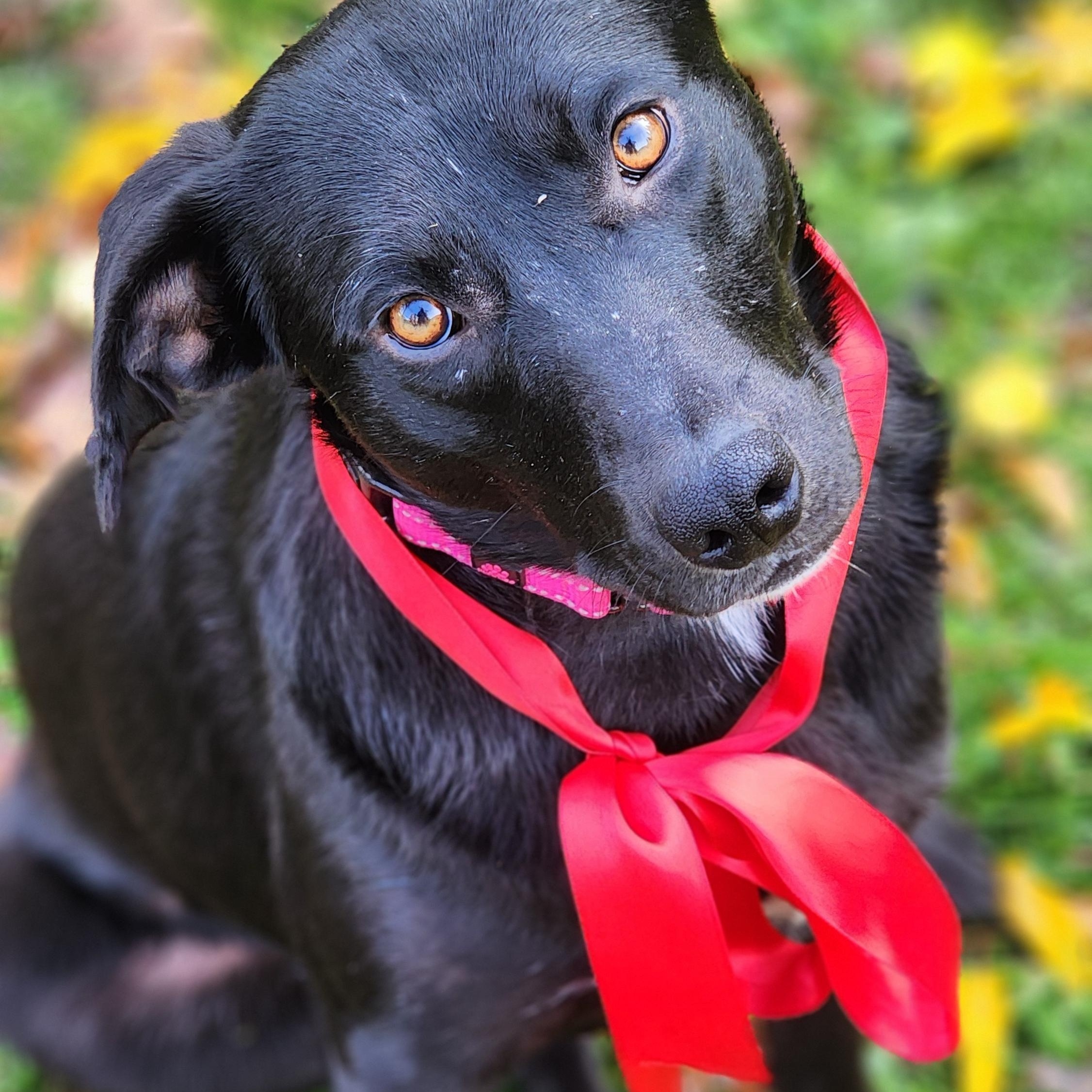 Rosebud, a Adoptable mixed breed in Jacksonville, OR image 1/5