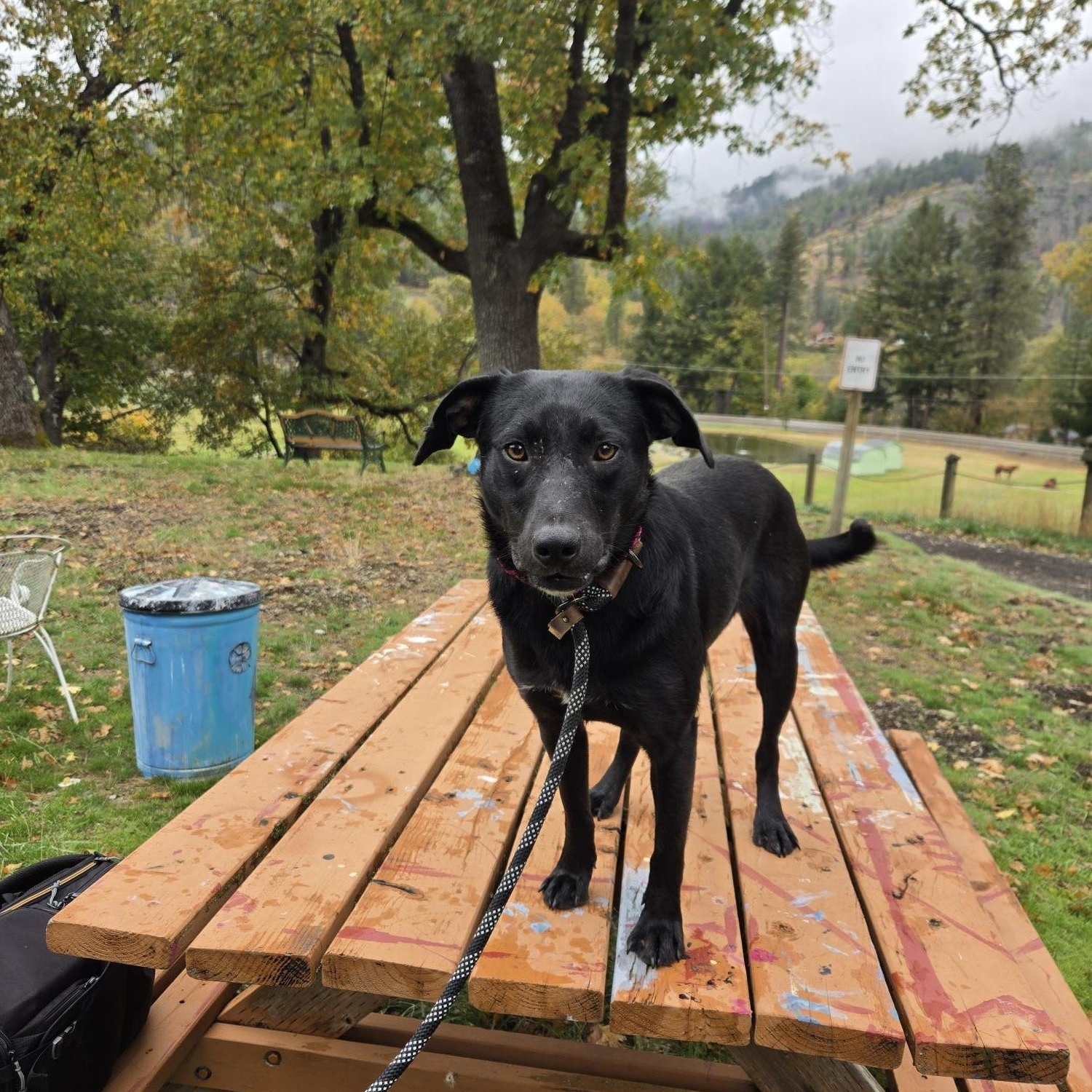 Rosebud, a Adoptable mixed breed in Jacksonville, OR image 5/5