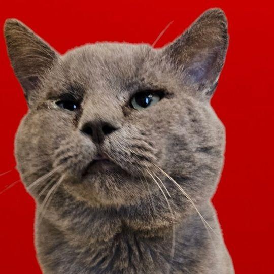 Cat for adoption Adam Maitland, a Domestic Short Hair & Russian Blue