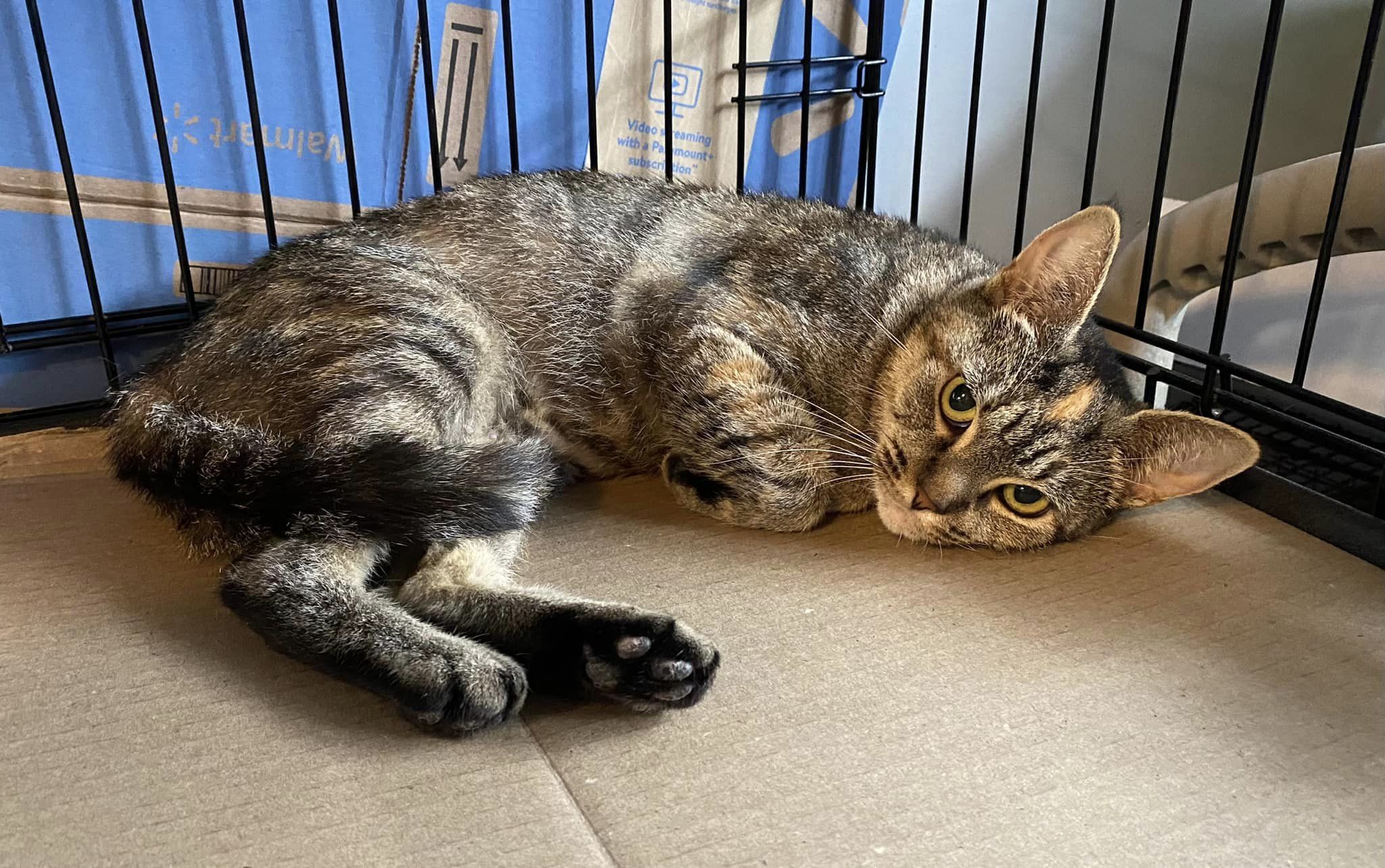 Enlarge Liliac, a Adopted Domestic Short Hair in Seaford, NY image 1/1