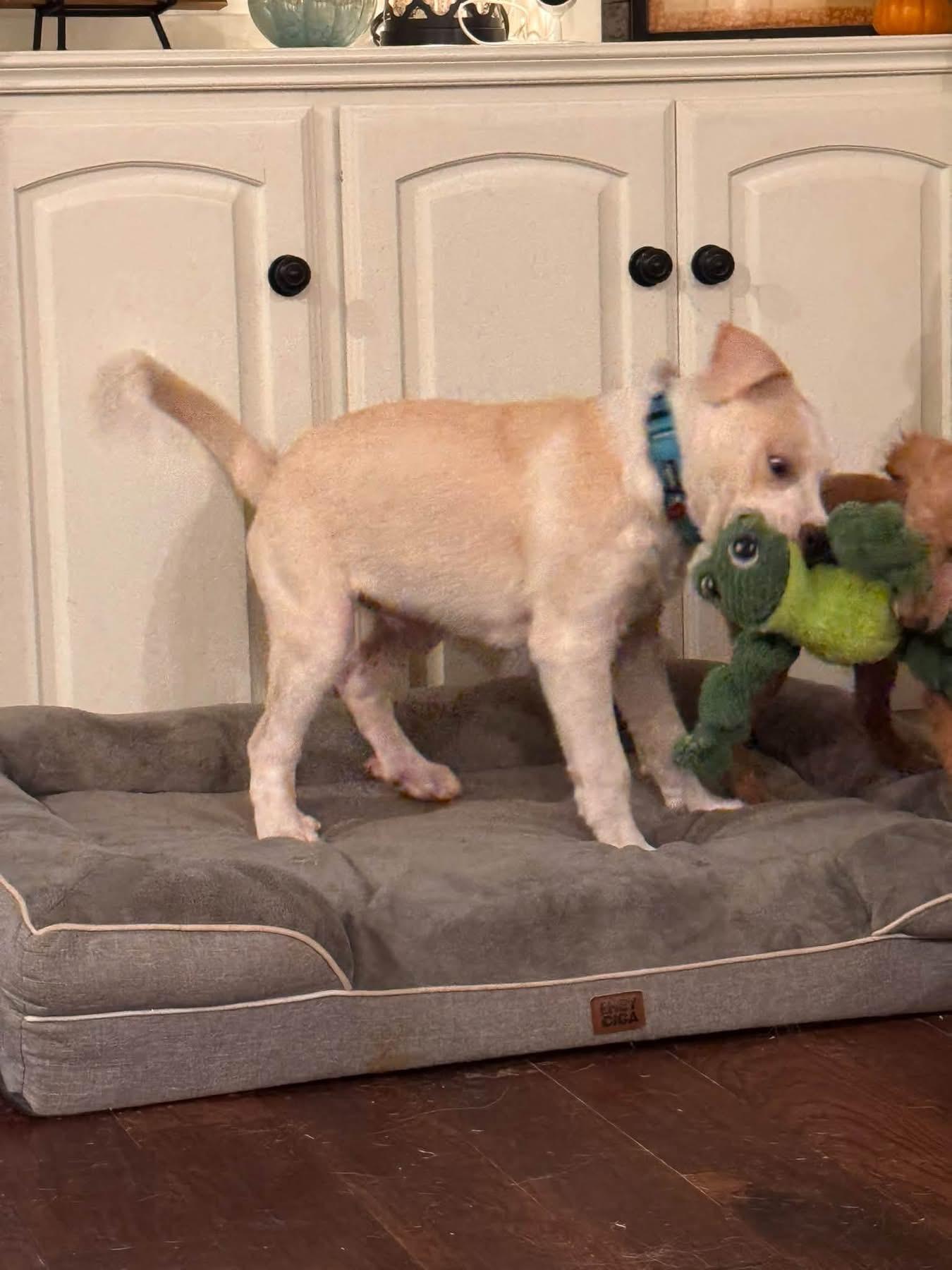 Enlarge Nicky, a ADOPTABLE mixed breed in Southlake, TX image 2/6