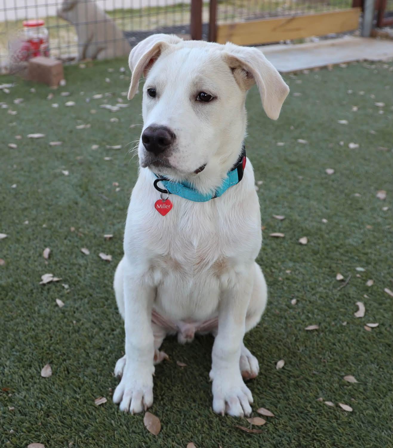 Enlarge Nicky, a ADOPTABLE mixed breed in Southlake, TX image 5/6