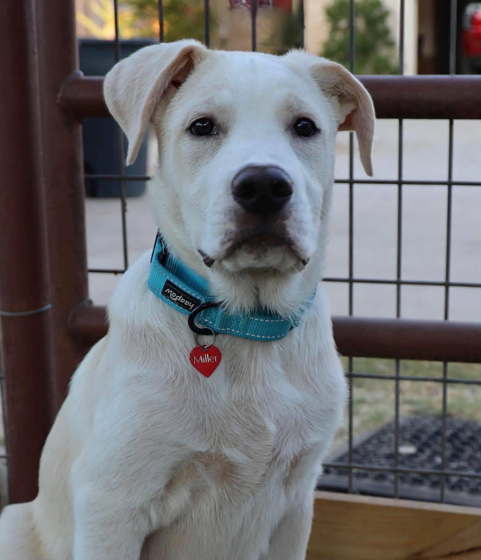 Nicky, ADOPTABLE, Young Male Labrador Retriever & Great Pyrenees.