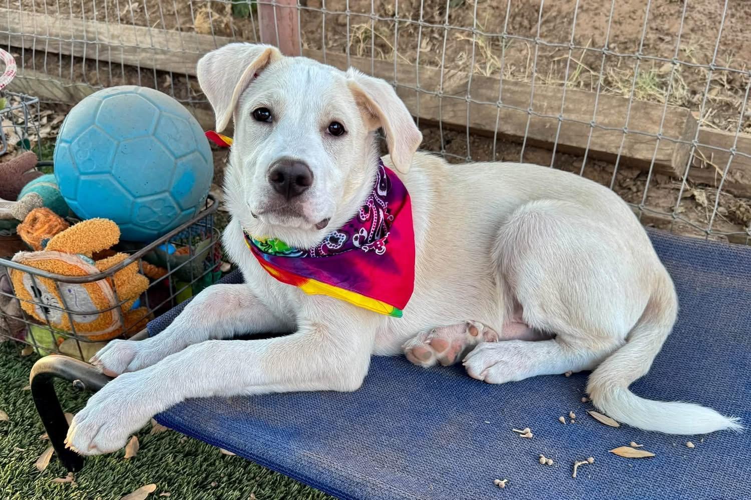 Enlarge Nicky, a ADOPTABLE mixed breed in Southlake, TX image 3/6
