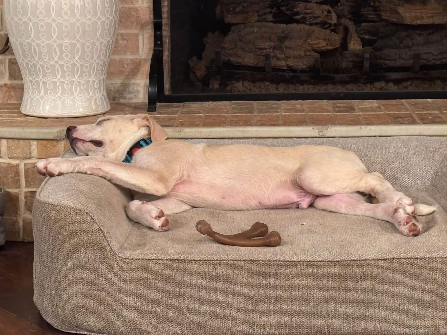 Enlarge Nicky, a ADOPTABLE mixed breed in Southlake, TX image 6/6