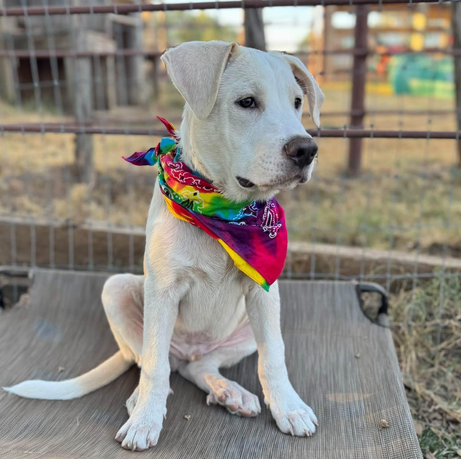 Enlarge Nicky, a ADOPTABLE mixed breed in Southlake, TX image 4/6