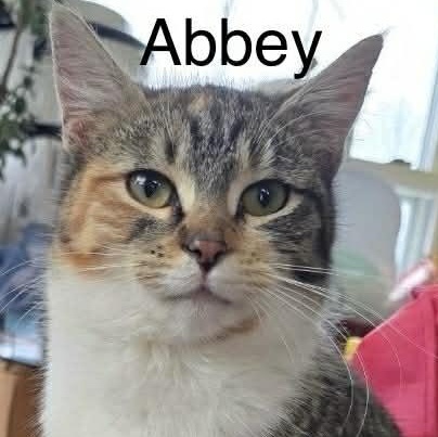 Abbey, a Adoptable mixed breed in Livonia, MI image 1/3