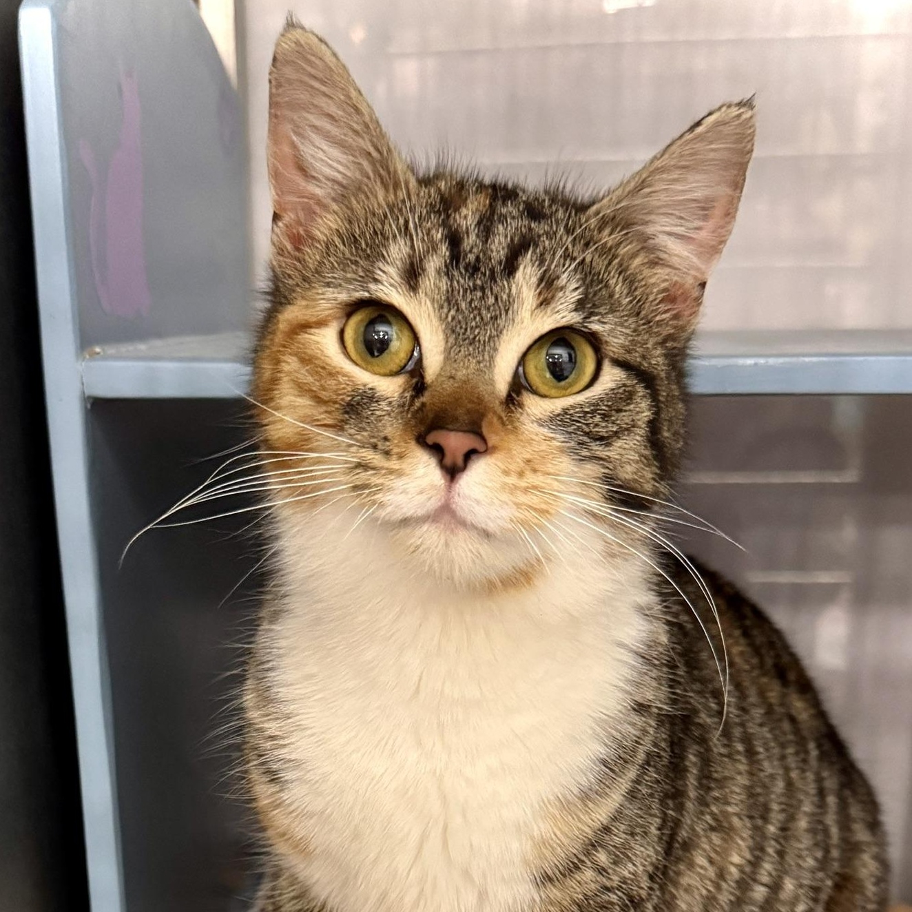 Abbey *** Super Friendly *** @ Livonia PetSmart, adoptable, Young Female Calico & Tabby.