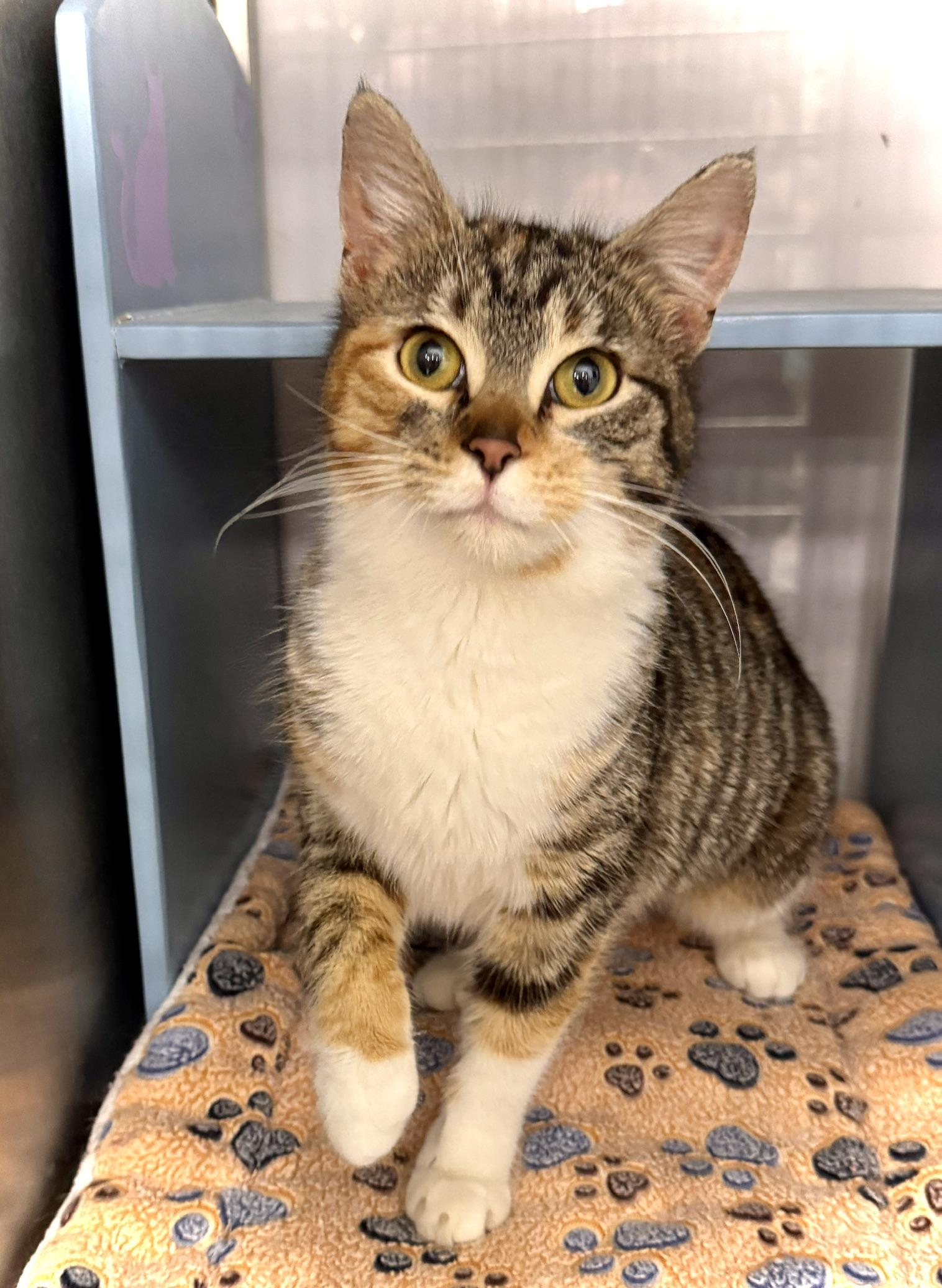 Enlarge Abbey *** Super Friendly *** @ Livonia PetSmart, an adoptable mixed breed in Livonia, MI image 3/5