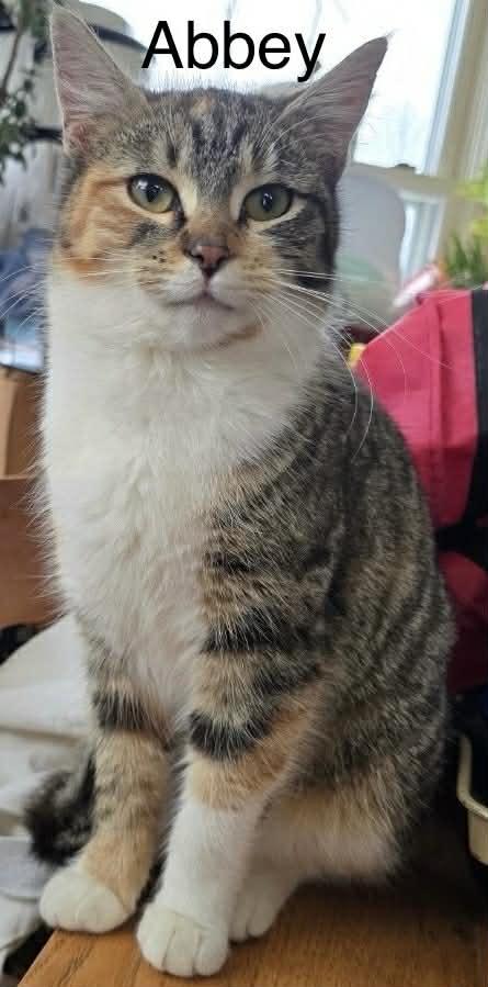 Abbey *** Super Friendly *** @ Livonia PetSmart — thumbnail 5