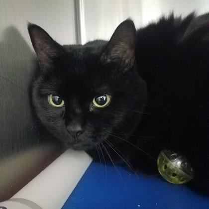 Enlarge Eppie, a Adoptable Domestic Short Hair in Annapolis, MD image 1/2