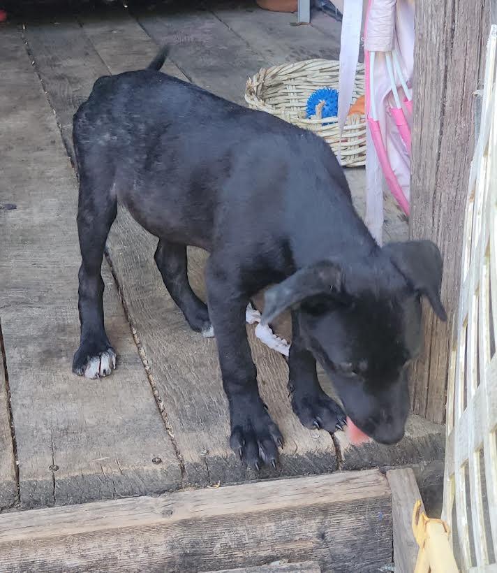 Enlarge Zeus, a Adoptable mixed breed in Marshall, AR image 5/5