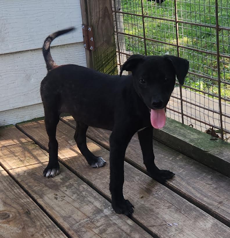 Enlarge Zeus, a Adoptable mixed breed in Marshall, AR image 2/5
