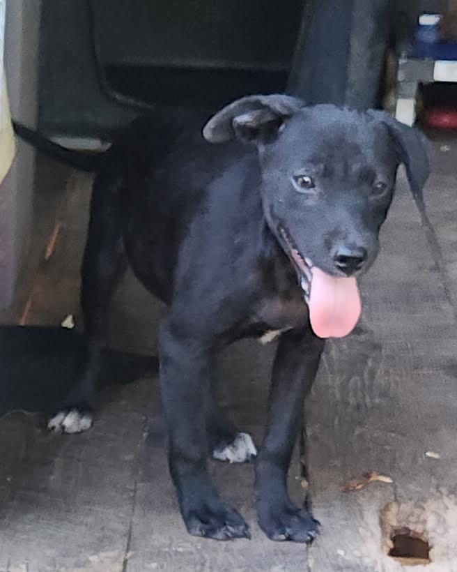 Enlarge Zeus, a Adoptable mixed breed in Marshall, AR image 1/5