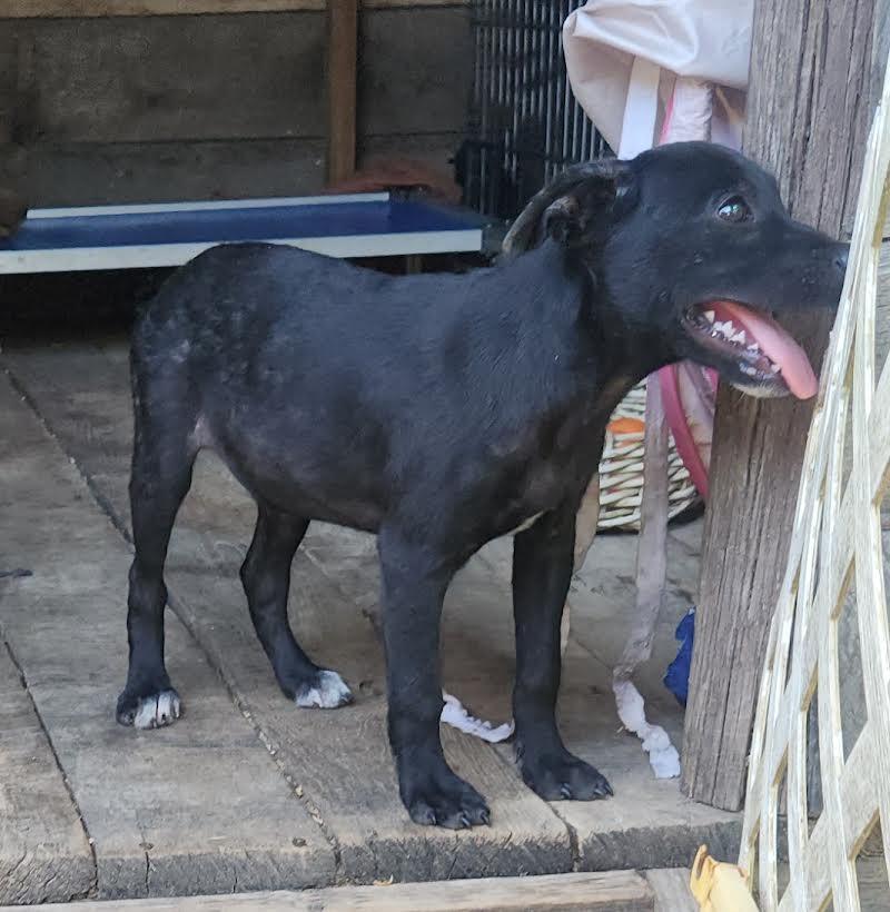 Enlarge Zeus, a Adoptable mixed breed in Marshall, AR image 4/5