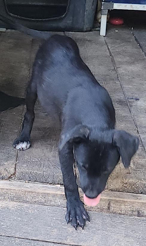 Enlarge Zeus, a Adoptable mixed breed in Marshall, AR image 3/5