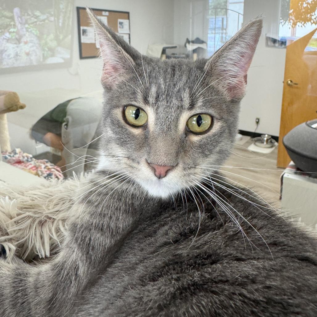 Enlarge Yukon, a Adoptable Domestic Short Hair in Pleasant Hill, CA image 2/5