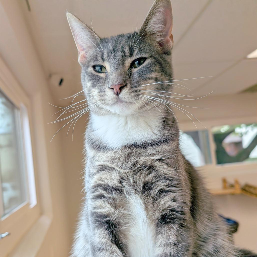 Enlarge Yukon, a Adoptable Domestic Short Hair in Pleasant Hill, CA image 3/5
