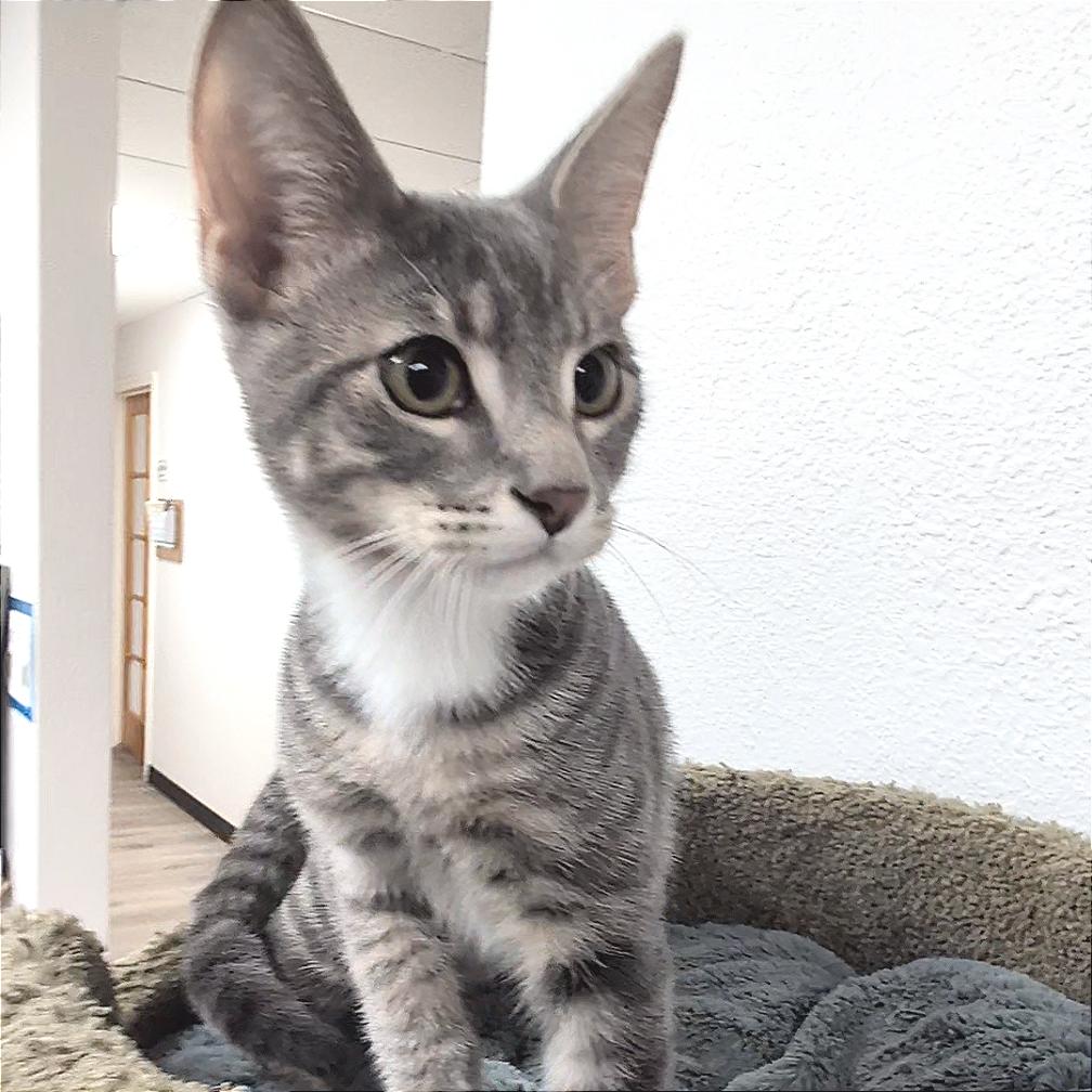 Enlarge Yukon, a Adoptable Domestic Short Hair in Pleasant Hill, CA image 5/5