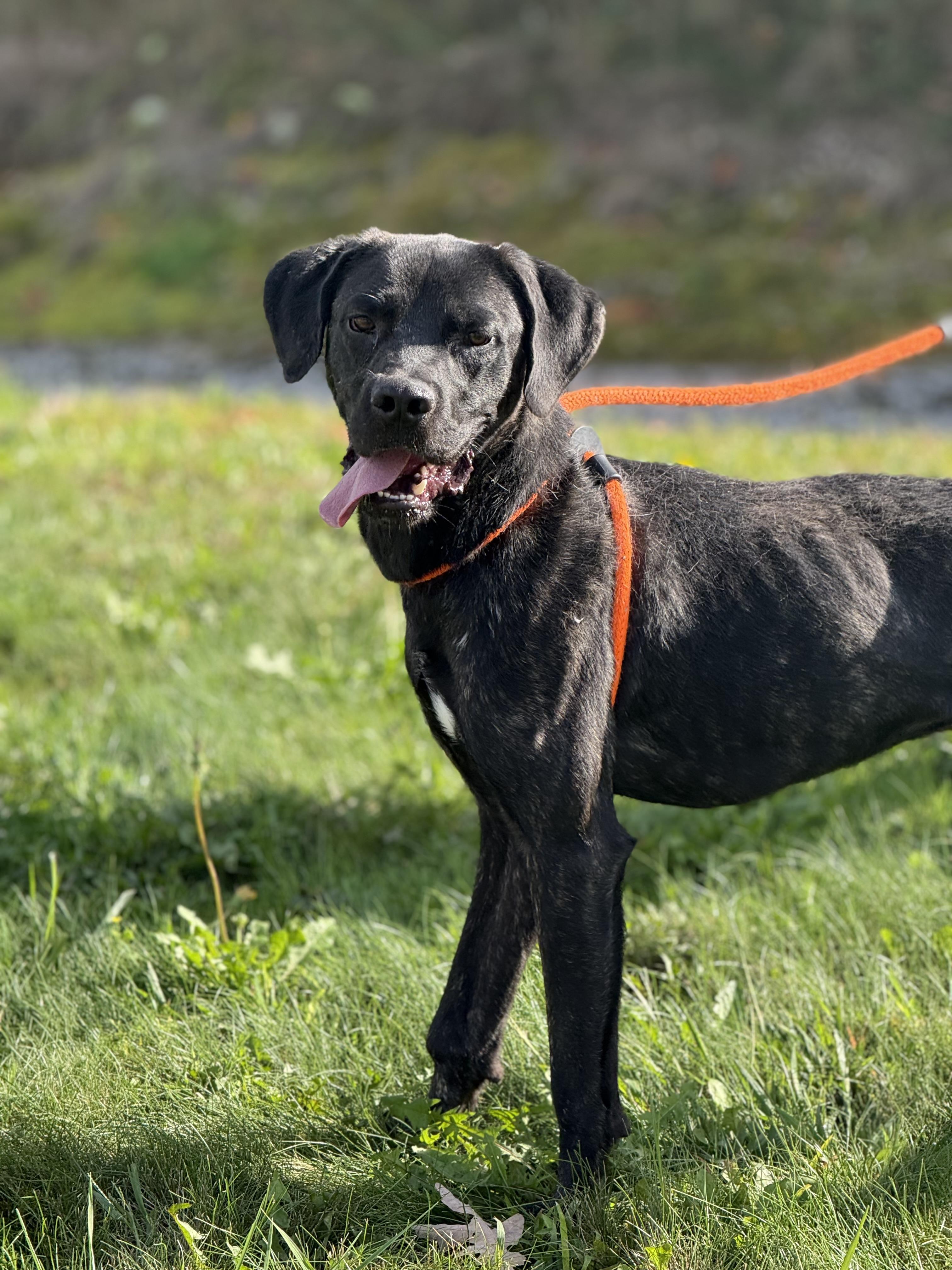 Woodford, Adoptable, Adult Male Labrador Retriever.
