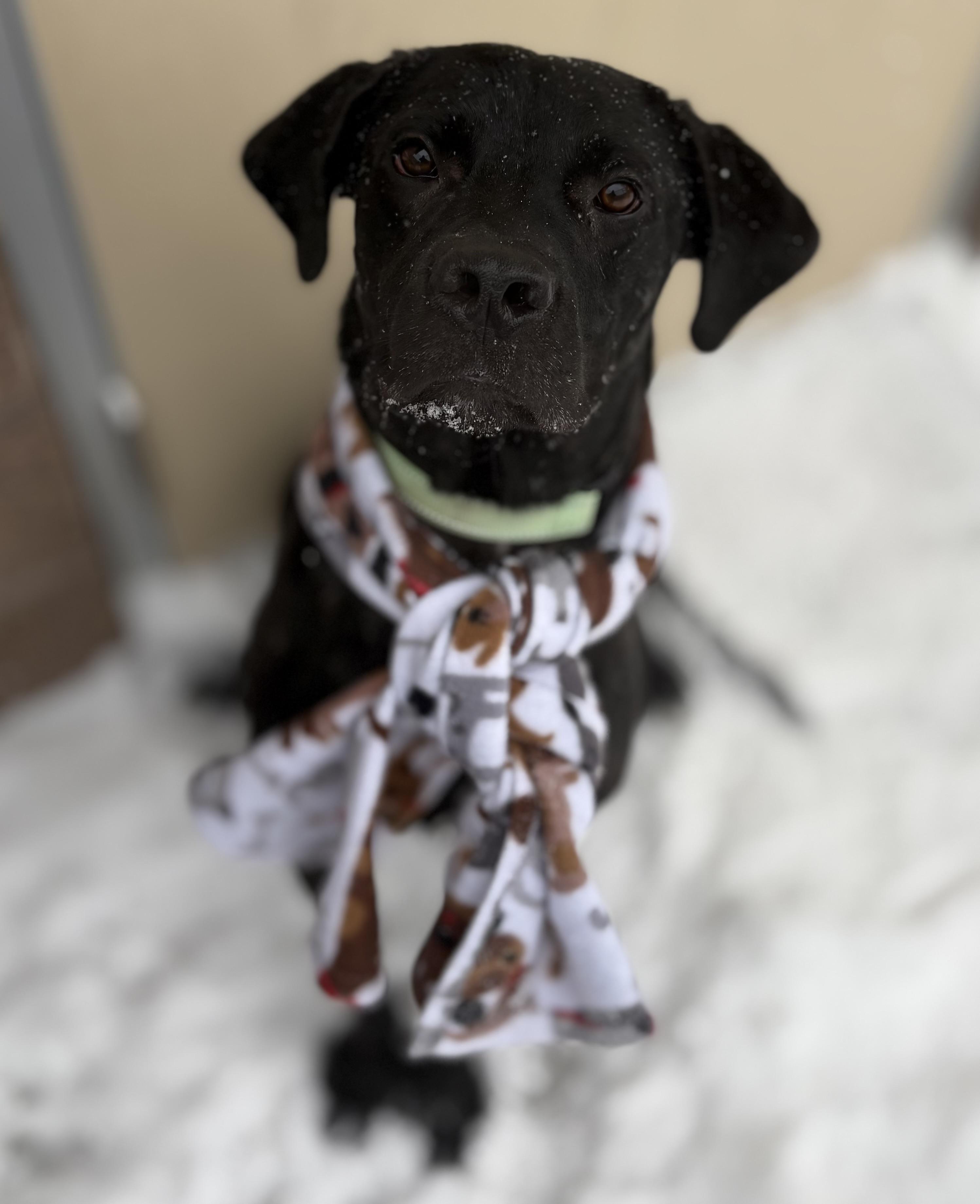 Woodford, a Adoptable mixed breed in Youngstown, OH image 1/6