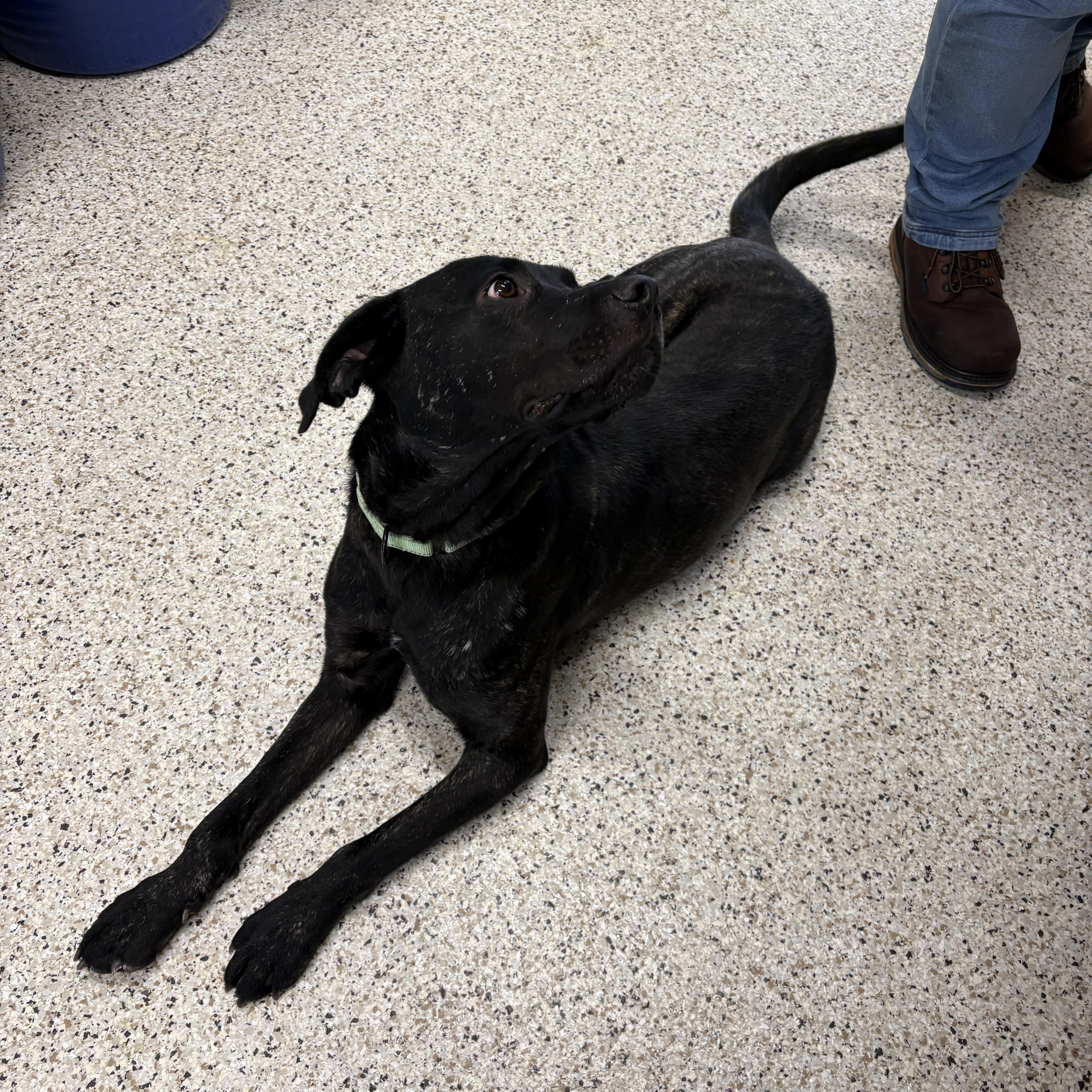 Woodford, a Adoptable mixed breed in Youngstown, OH image 6/6