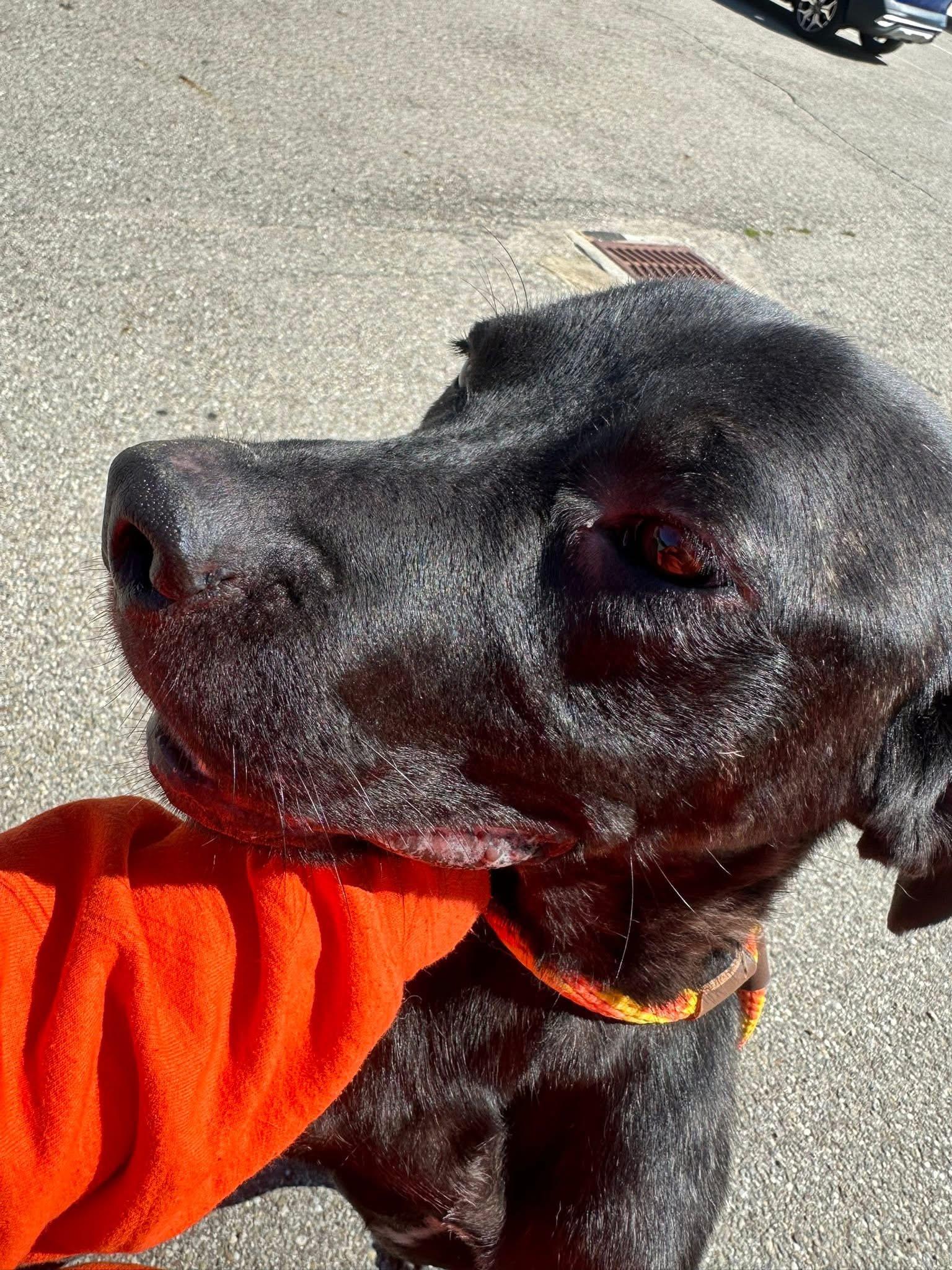 Woodford, a Adoptable mixed breed in Youngstown, OH image 2/5