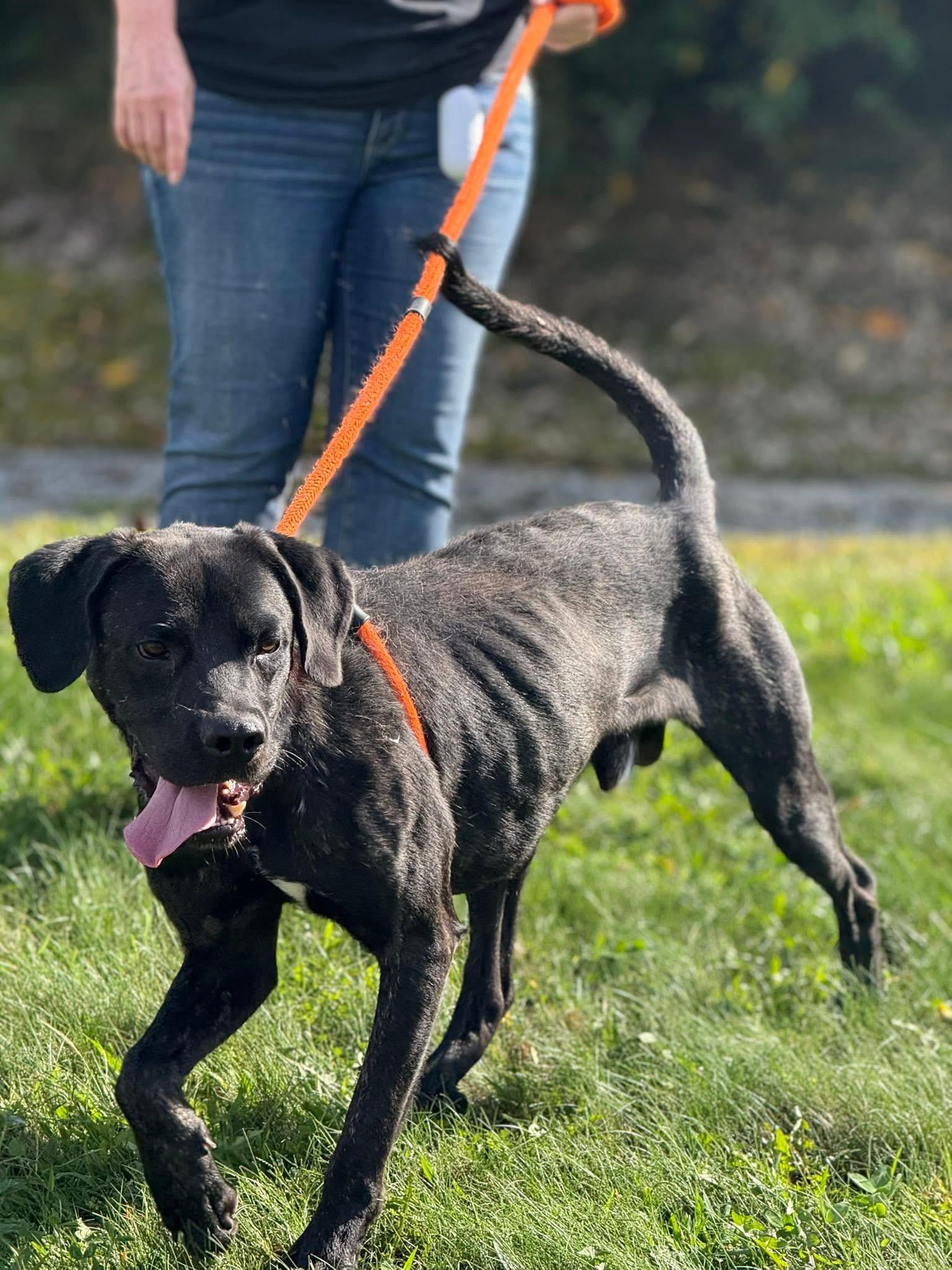 Woodford, a Adoptable mixed breed in Youngstown, OH image 3/5