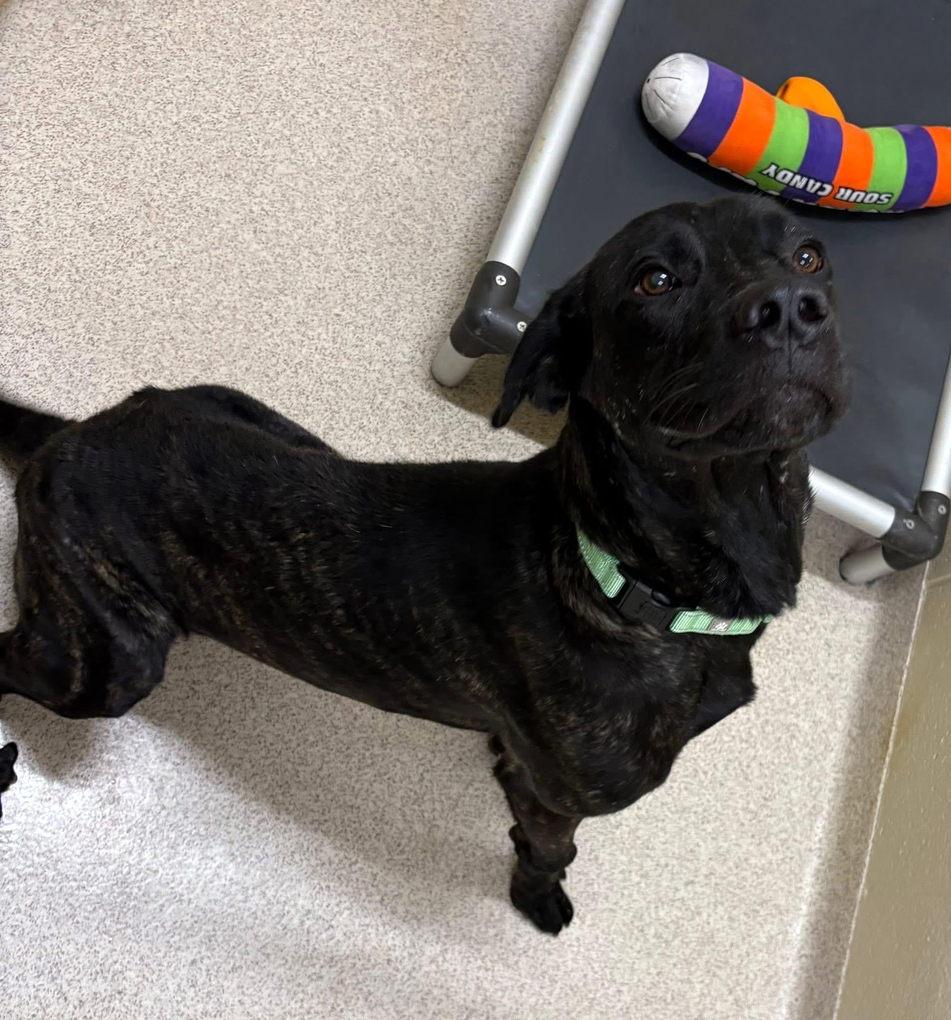 Woodford, a Adoptable mixed breed in Youngstown, OH image 4/5