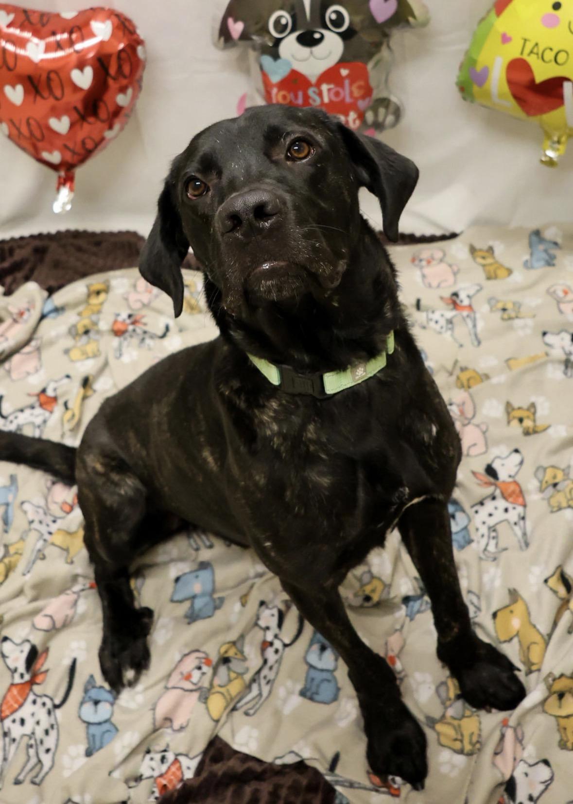 Woodford, a Adoptable mixed breed in Youngstown, OH image 2/6