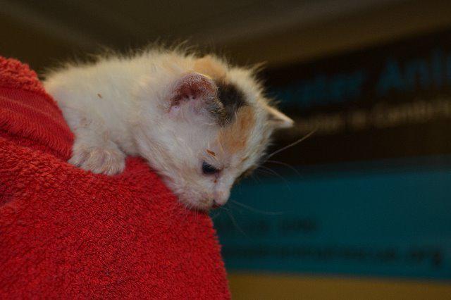 Enlarge Marshmallow, a Adoptable mixed breed in Cambridge, MD image 2/2