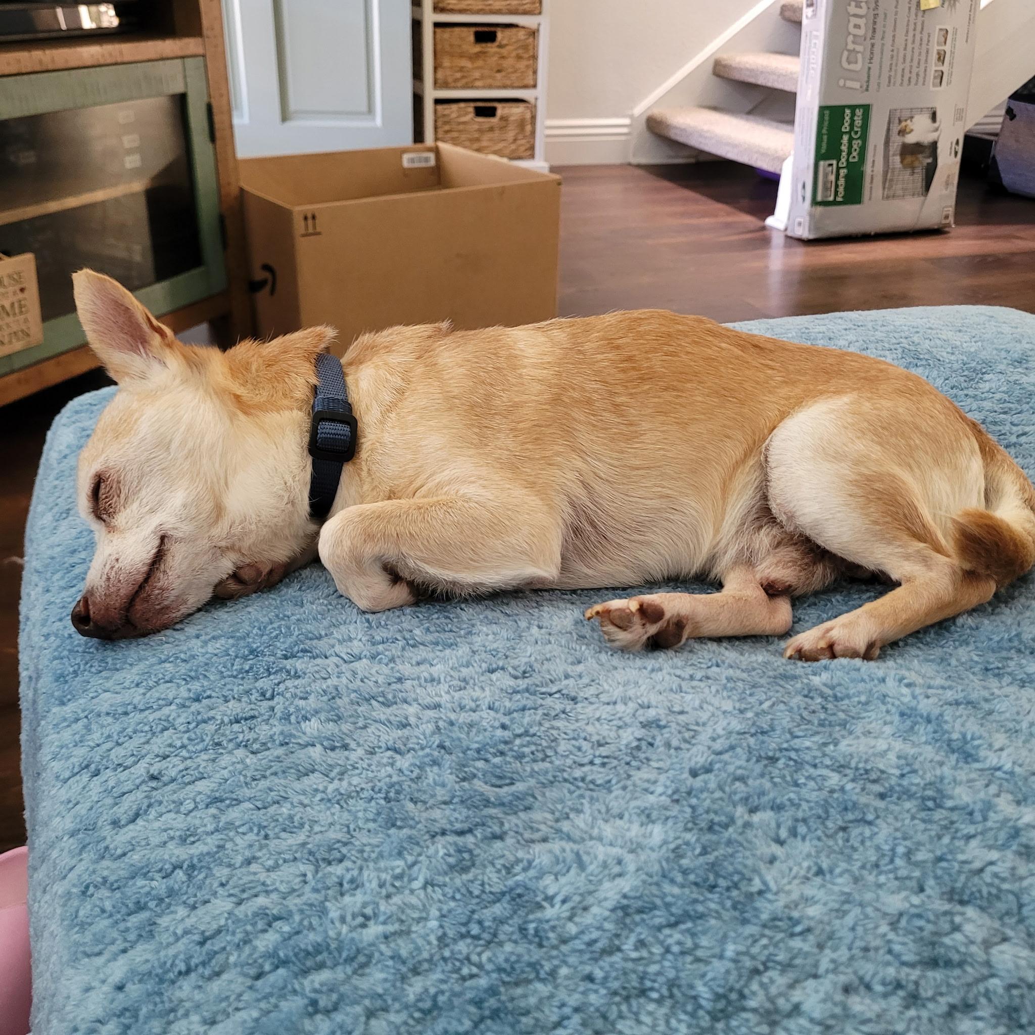 Brady, a ADOPTABLE Chihuahua in Laguna Beach, CA image 2/4