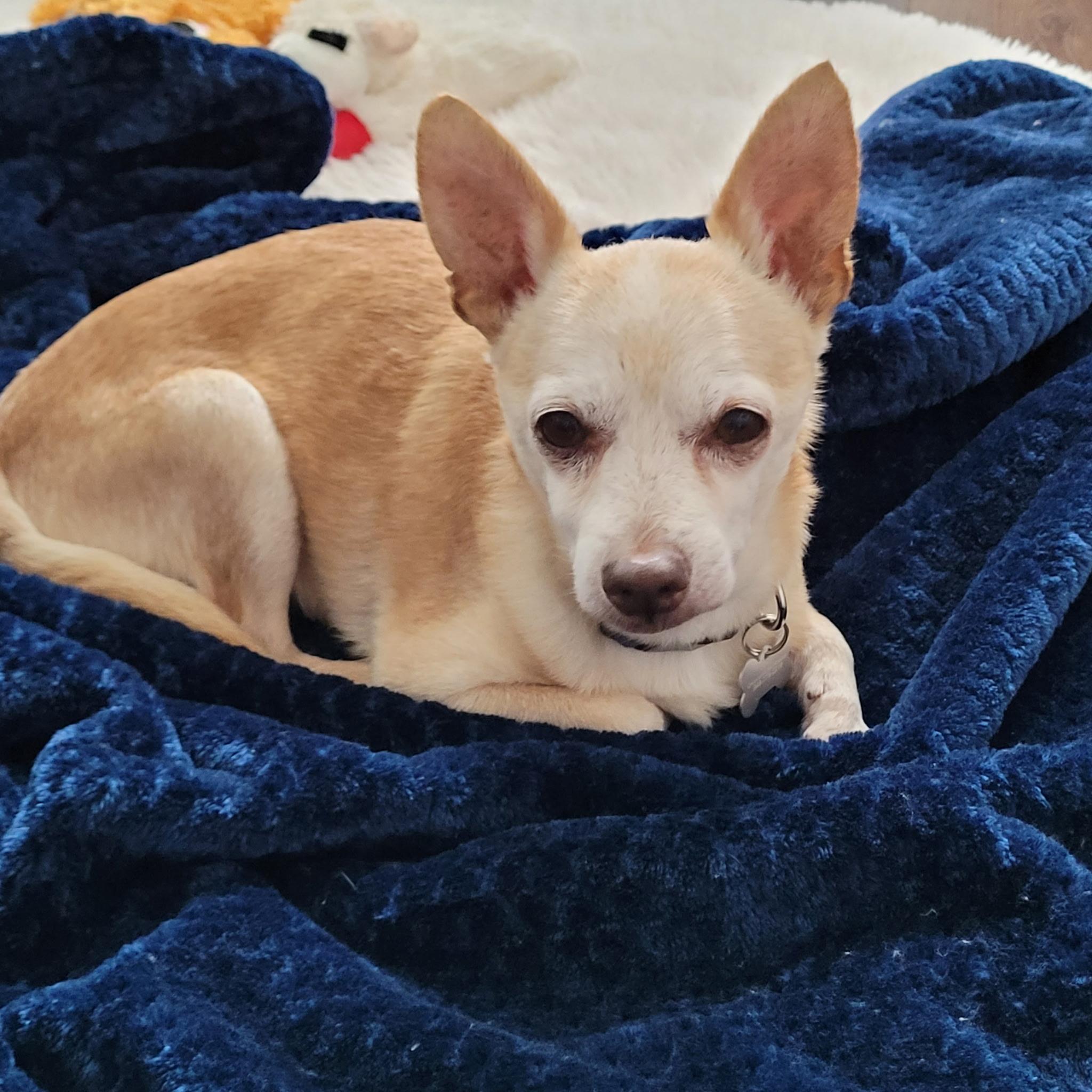 Brady, a ADOPTABLE Chihuahua in Laguna Beach, CA image 4/4