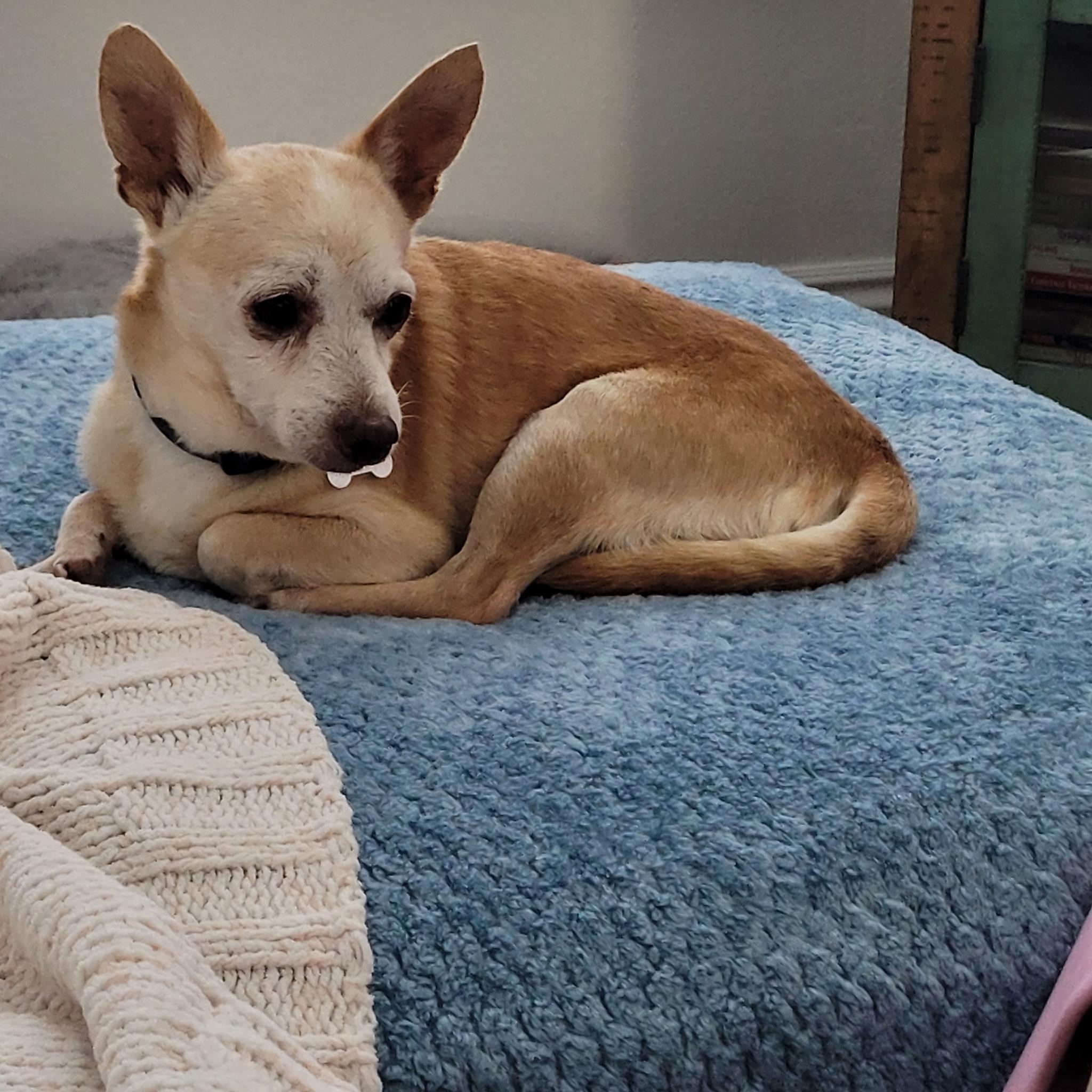 Brady, a ADOPTABLE Chihuahua in Laguna Beach, CA image 3/4