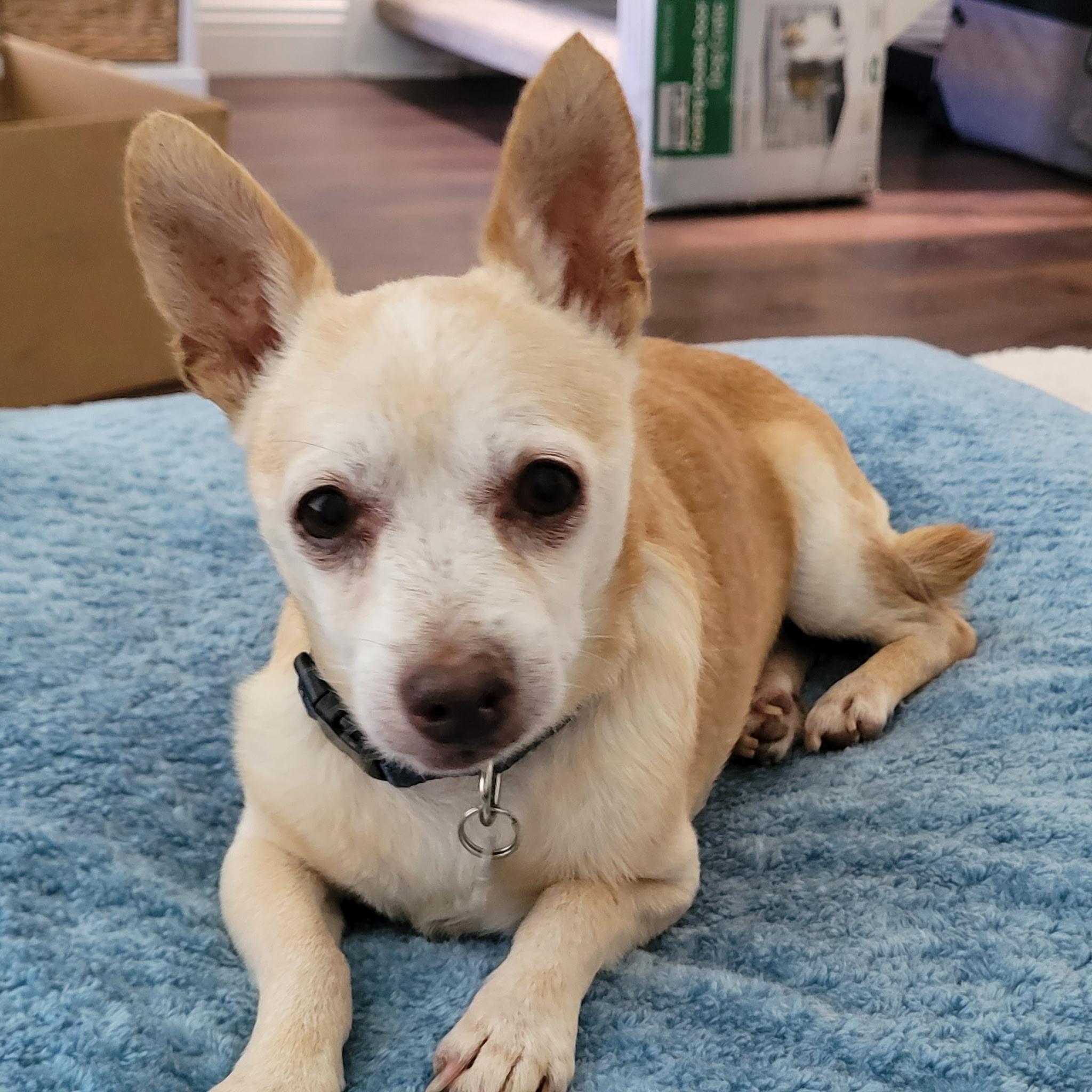 Brady, a ADOPTABLE Chihuahua in Laguna Beach, CA image 1/4