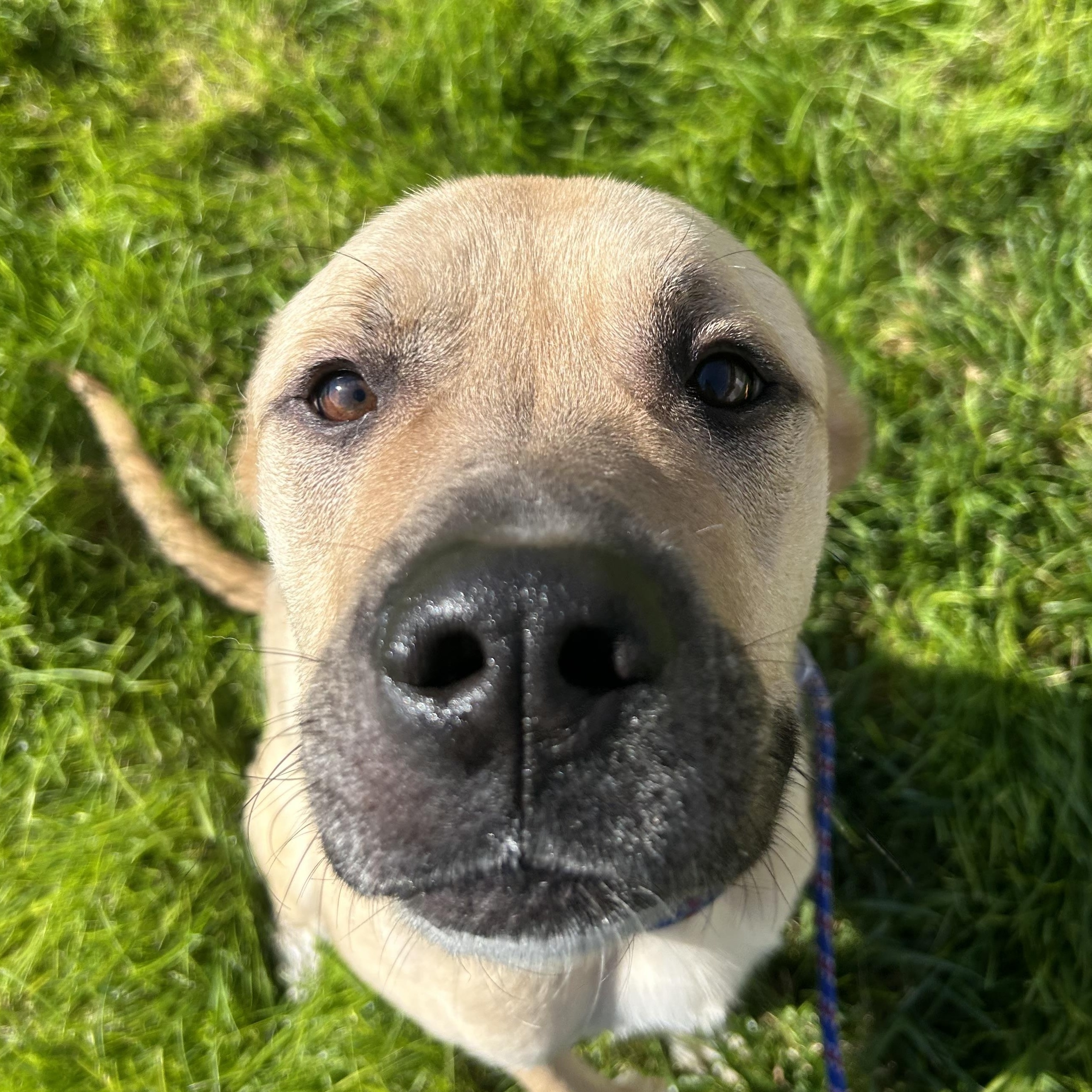 Maverick, an adopted mixed breed in Kearney, NE image 2/2