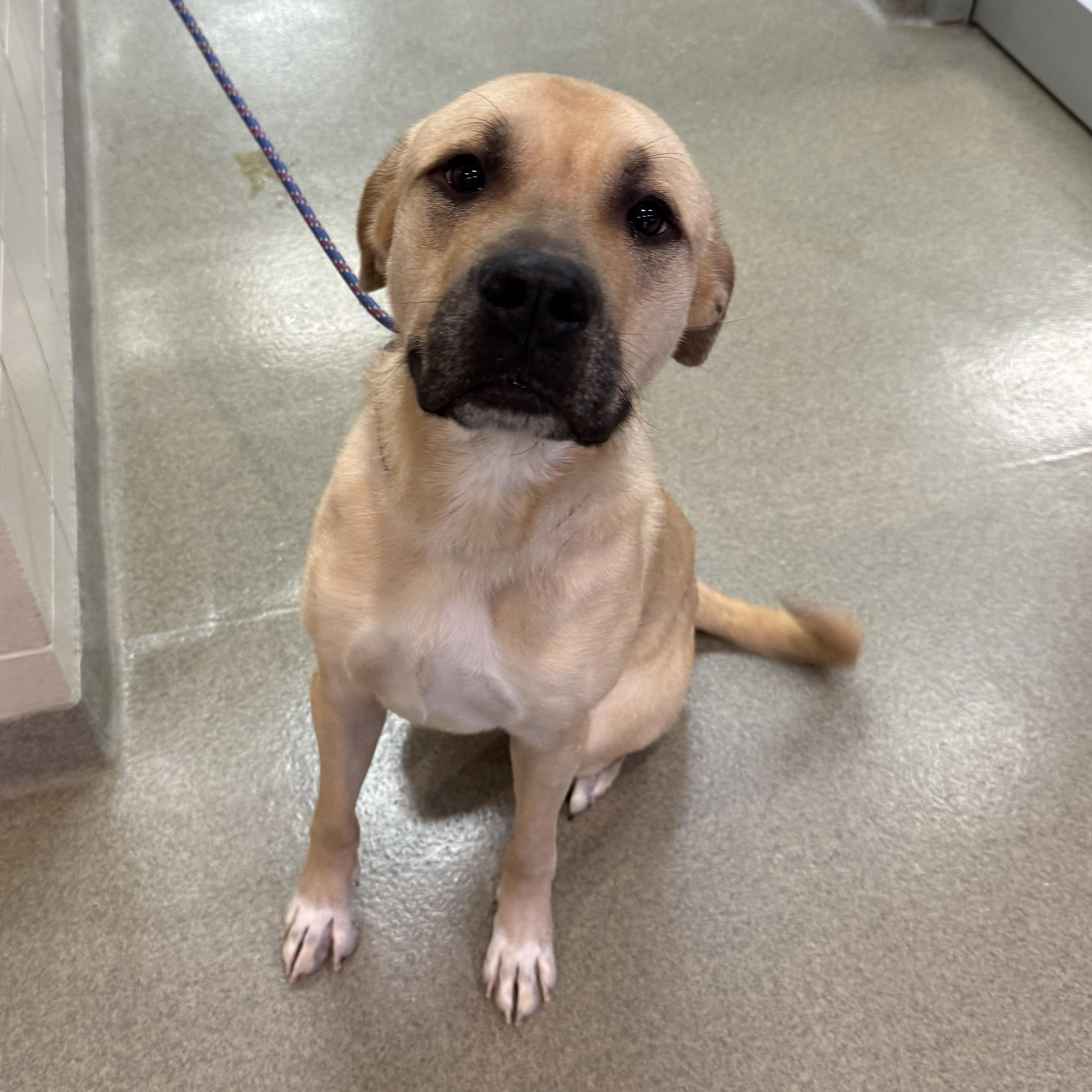 Maverick, an adopted mixed breed in Kearney, NE image 1/2
