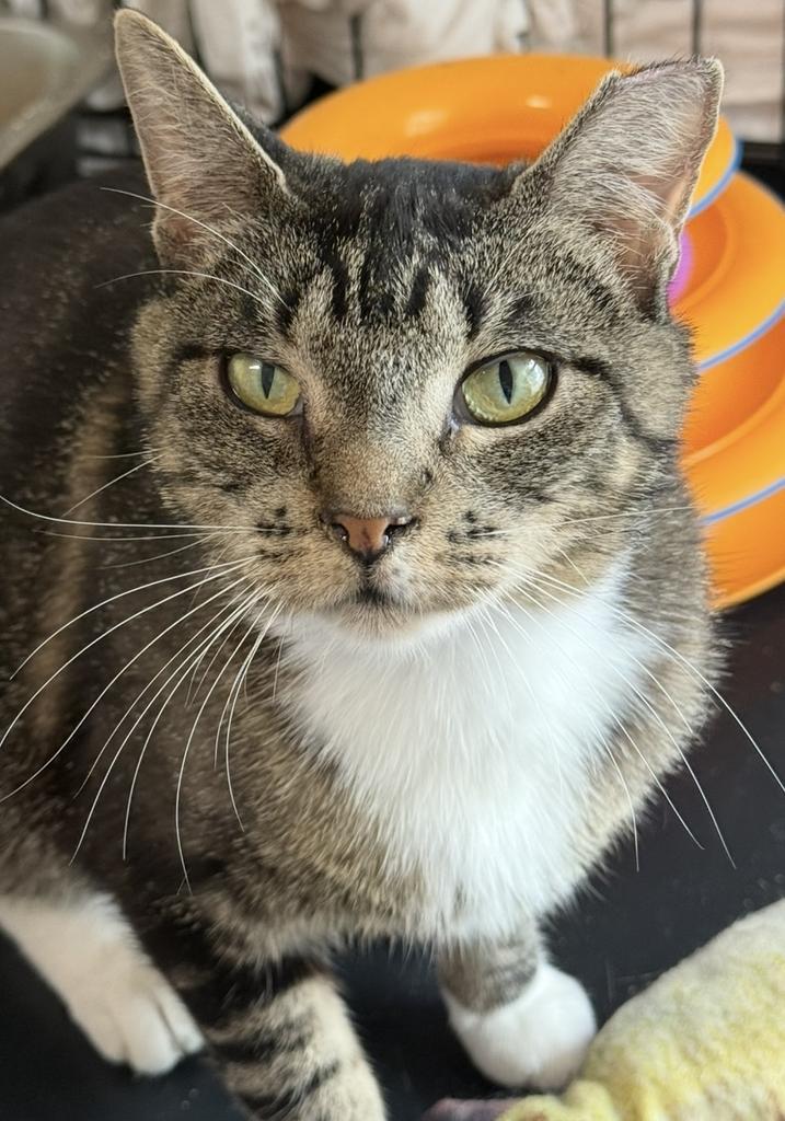 Nova, Adoptable, Young Female Domestic Short Hair.
